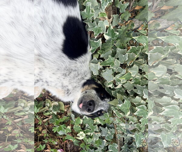 Medium Photo #10 Border Collie-Unknown Mix Puppy For Sale in Sandy, UT, USA