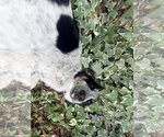 Small #9 Border Collie Mix