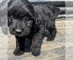 Small Photo #9 Aussiedoodle-Poodle (Standard) Mix Puppy For Sale in RUSSELL, IA, USA