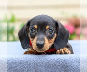 Dachshund Puppy for sale in ANNVILLE, PA, USA