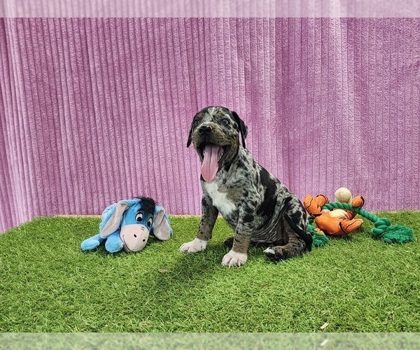 Medium Photo #8 Catahoula Leopard Dog Puppy For Sale in CUMBY, TX, USA