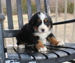 Small Photo #1 Bernese Mountain Dog Puppy For Sale in CUBA, MO, USA