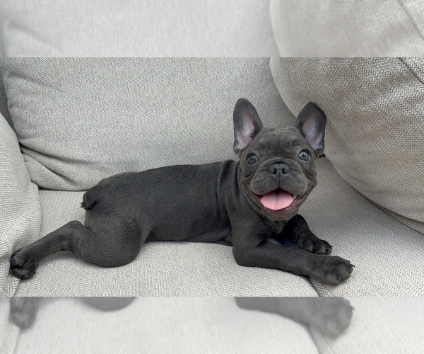 Medium Photo #6 French Bulldog Puppy For Sale in BROOKLYN, NY, USA