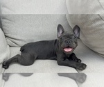 Small #5 French Bulldog
