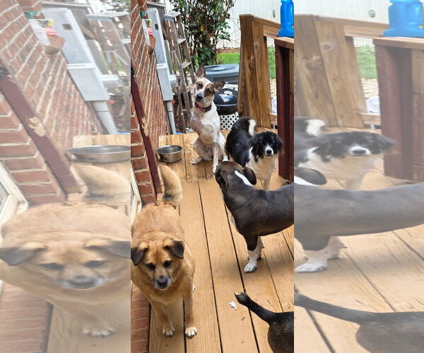 Medium Photo #4 Mutt Puppy For Sale in Thomasville, NC, USA