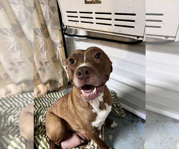 Medium Photo #1 Staffordshire Bull Terrier-Unknown Mix Puppy For Sale in Tracy City, TN, USA