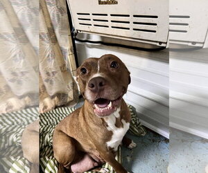 Staffordshire Bull Terrier-Unknown Mix Dogs for adoption in Tracy City, TN, USA