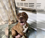 Small Staffordshire Bull Terrier Mix