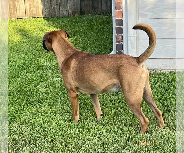 Medium Photo #4 Boxer Puppy For Sale in Austin, TX, USA