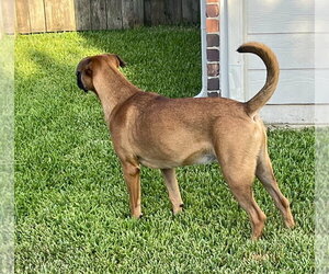 Laredo - Aussie Puppy - Male Boxer Dog for Adoption - Photo #4