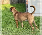 Small #3 Boxer