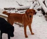 Small #4 Labrador Retriever
