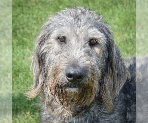 Medium Photo #5 Irish Wolfhound-Unknown Mix Puppy For Sale in Huntley, IL, USA