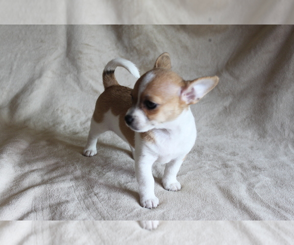 Medium Photo #3 Chihuahua Puppy For Sale in HUDSONVILLE, MI, USA