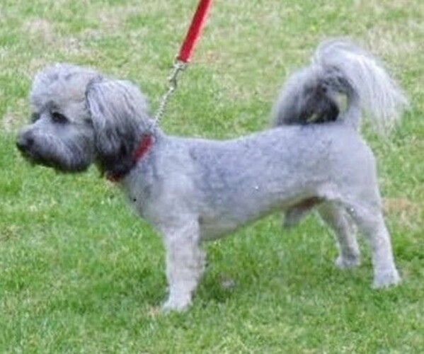 Medium Photo #1 Havanese Puppy For Sale in WINSTON SALEM, NC, USA