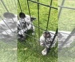 Small Photo #29 French Bulldog Puppy For Sale in NEW ORLEANS, LA, USA