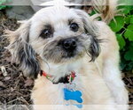 Small #1 Shih Tzu Mix