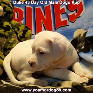 Medium Photo #102 Dogo Argentino Puppy For Sale in JANE, MO, USA