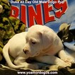 Small Photo #102 Dogo Argentino Puppy For Sale in JANE, MO, USA