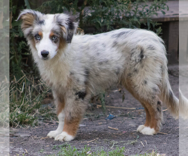 Medium Photo #1 Miniature Australian Shepherd Puppy For Sale in KEOTA, IA, USA