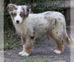 Puppy Louie Miniature Australian Shepherd