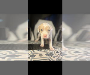 American Bully Puppy for sale in NEWPORT, RI, USA