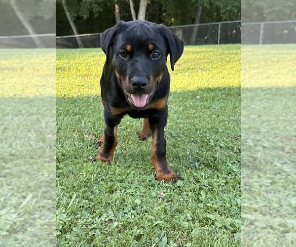 Medium Photo #1 Rottweiler Puppy For Sale in ALIQUIPPA, PA, USA