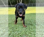 Puppy Puppy 2 Rottweiler