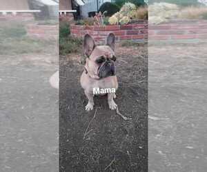 Mother of the French Bulldog puppies born on 01/08/2021