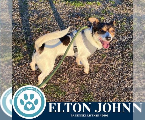 Medium Photo #3 Jack Russell Terrier-Unknown Mix Puppy For Sale in Kimberton, PA, USA