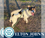 Small #2 Jack Russell Terrier Mix