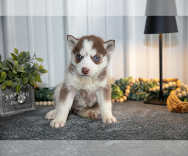 Medium Photo #17 Siberian Husky Puppy For Sale in SHREVE, OH, USA