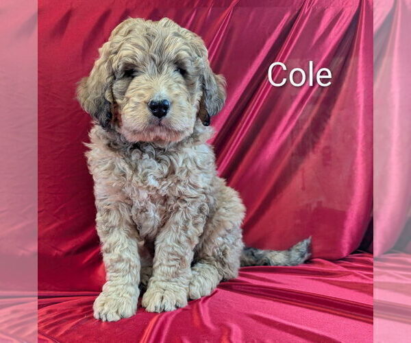 Medium Photo #1 Bernedoodle Puppy For Sale in CANON CITY, CO, USA