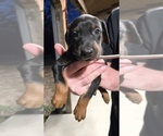 Small Photo #17 Doberman Pinscher Puppy For Sale in BEGGS, OK, USA