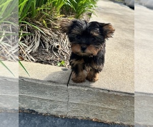 Yorkshire Terrier Puppy for sale in SHELBY, NC, USA