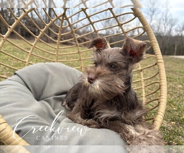 Medium Photo #3 Schnauzer (Miniature) Puppy For Sale in NIANGUA, MO, USA