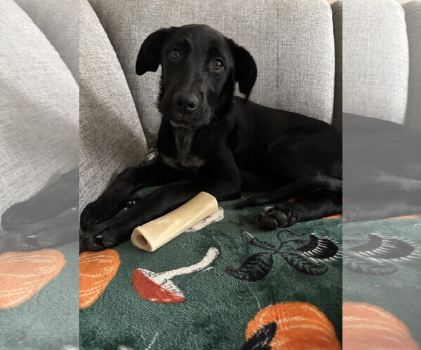 Medium Photo #1 Labrador Retriever-Unknown Mix Puppy For Sale in Fort Wayne, IN, USA