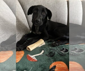 Labrador Retriever-Unknown Mix Dogs for adoption in Fort Wayne, IN, USA