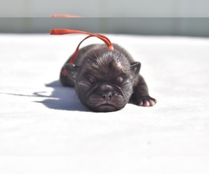Pug Puppy for sale in PALM COAST, FL, USA