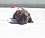 Image preview for Ad Listing. Nickname: Dumplin