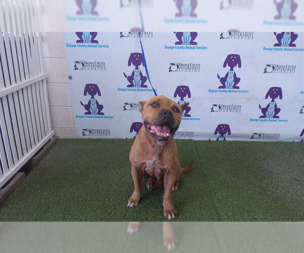 Medium Photo #1 Mutt Puppy For Sale in Orlando, FL, USA