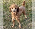 Small Photo #1 Irish Doodle (Miniature) Puppy For Sale in NEW HOLLAND, PA, USA