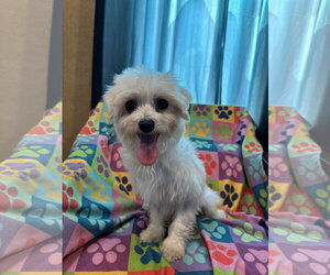 Maltese Dogs for adoption in Pacolet, SC, USA