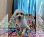 Small Maltese
