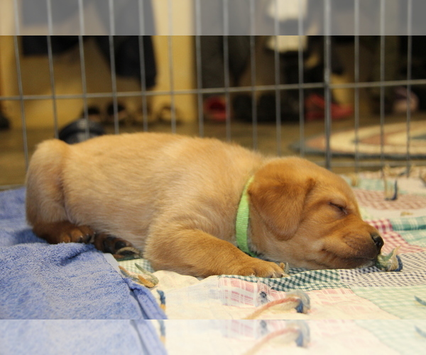 Medium Photo #4 Labrador Retriever Puppy For Sale in HYDE PARK, VT, USA