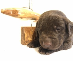Labrador Retriever Puppy for sale in MONTGOMERY, TX, USA