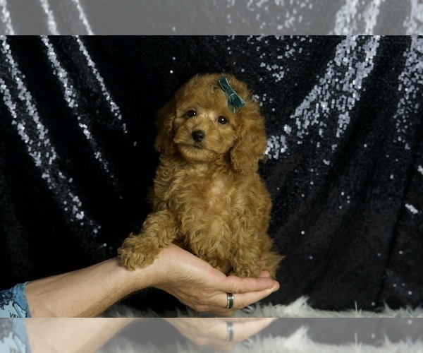 Medium Photo #1 Poodle (Toy) Puppy For Sale in WARSAW, IN, USA