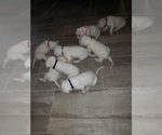 Small Photo #19 Dogo Argentino Puppy For Sale in RYAN, OK, USA