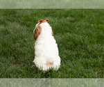 Small #4 Cockapoo (Miniature)
