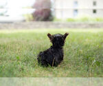 Small Photo #7 Morkie Puppy For Sale in WARSAW, IN, USA